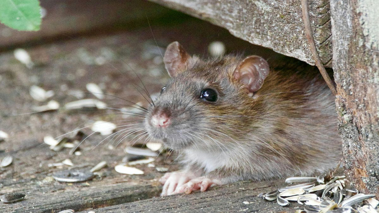 Kemenkes Ingatkan Bahaya Hantavirus, Risiko Meningkat Saat Banjir dan Lingkungan Kotor
